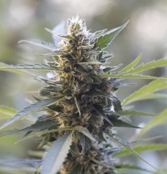 Northern Lights x Skunk Feminised Seeds - 5-G13L-NLSK-FEM-5