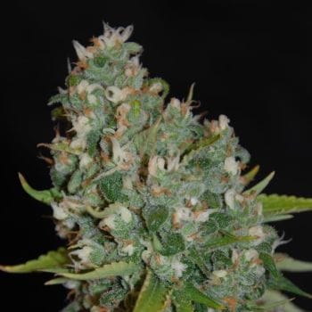 OG13 Feminised Seeds - 5-G13L-OG13-FEM-5