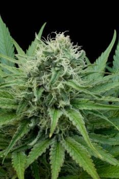 Raw Diesel Feminised Seeds - 5-G13L-RWDL-FEM-5
