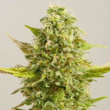Royal Kush Feminised Seeds - 5-G13L-RLKSH-FEM-5