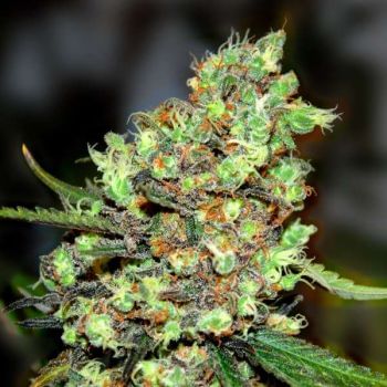 Skunk #1 Feminised Seeds - 5-G13L-SKUN-FEM-5