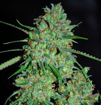 White Critical Feminised Seeds - 5-G13L-WHCR-FEM-5