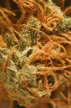 BC Cheese Feminised Seeds - 6-BCBD-BCCH-FEM-6