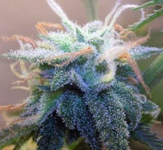 BC White Widow Feminised Seeds - 6-BCBD-BCWW-FEM-6