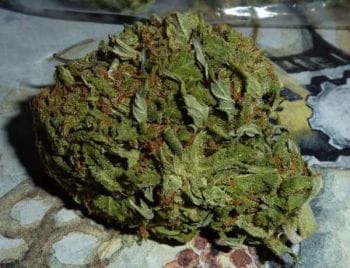 BC Pinewarp Feminised Seeds - 6-BCBD-BCPW-FEM-6