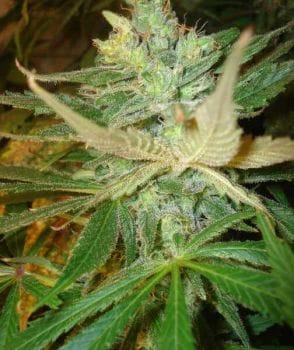 Strawberry Cough Feminised Seeds - 6-BCBD-STRAW-FEM-6
