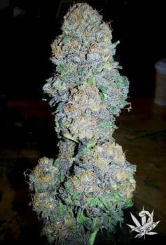 God's Gift Feminised Seeds - 6-BCBD-GG-FEM-6