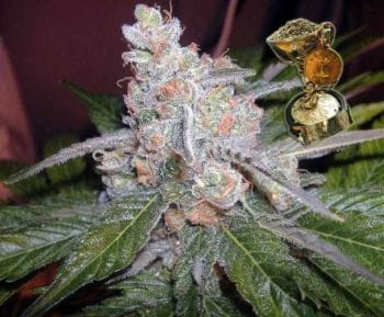 The Purps Regular Seeds - 12-BCBD-PURPS-REG-12