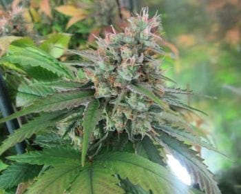 God Bud CBD Regular Seeds - 12-BCBD-CBDG-REG-12