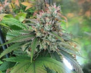 God Bud CBD Regular Seeds - 12-BCBD-CBDG-REG-12