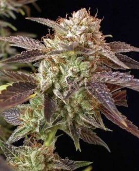 BC Kush Regular Seeds - 12-BCBD-BCKUSH-REG-12