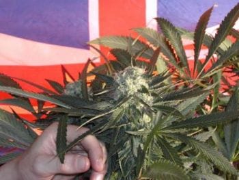 BC Sweet Tooth Regular Seeds - 12-BCBD-SWTOOTH-REG-12