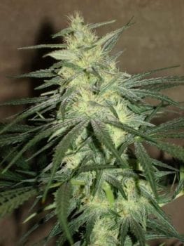 BC Mango Regular Seeds - 12-BCBD-MANGO-REG-12