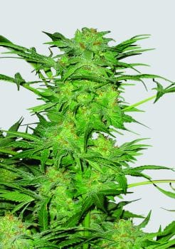 AK-48 Regular Seeds - 10-NV-AK48-REG