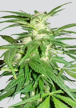 Aurora Indica Regular Seeds - 10-NV-AI-REG