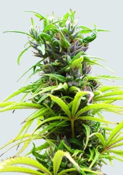 Hawaii Maui Waui Regular Seeds - 10-NV-HMW-REG