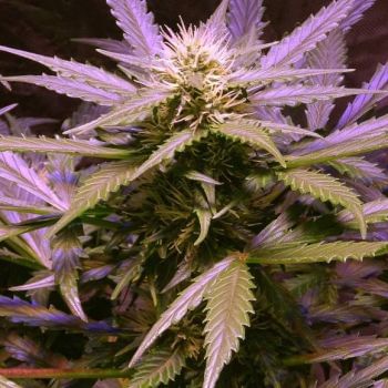 Lemon OG Haze Feminised Seeds - 5-NV-LOGHAZE