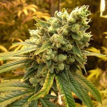 Sour Diesel Feminizované Semena - 5-NV-SSD