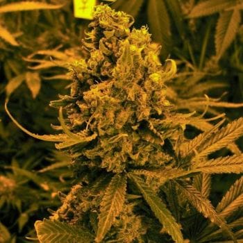 Blueberry Kush Auto Feminised Seeds - 5-NV-BKA