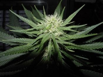Sweet God Feminised Seeds - 6-BCBD-SWGOD-FEM-6
