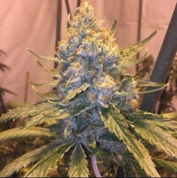 Cocoa OG Regular Seeds - 10-GDP-GDPCOCOOGR10
