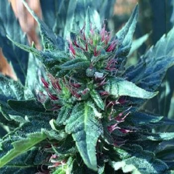 Snowcap Regular Seeds - 10-GDP-GDPSNOWR10