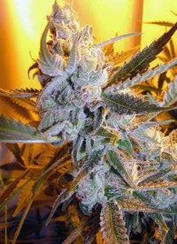 Heaven's Haze Auto Regular Seeds - 8-FLSH-HVNH-R8