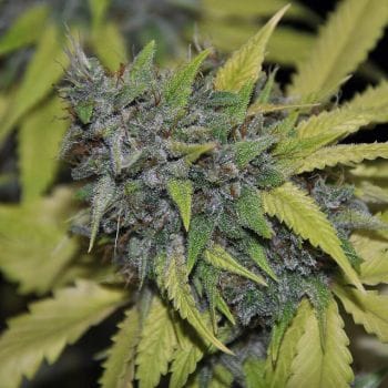 Grandaddy Confidential Feminised Seeds - 5-PF-005-F5