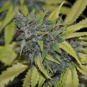 Grandaddy Confidential Feminised Seeds - 5-PF-005-F5