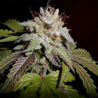 Sunset aka Sunset Sherbet Feminised Seeds - 5-PF-009-F5