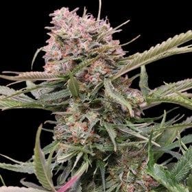 Gigabud Auto Feminised Seeds - 5-G13L-AUGBUD-FEM-5
