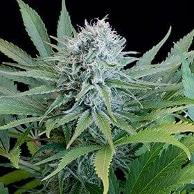Peach Puree CBD Feminised Seeds - 5-G13L-PPCBD-FEM-5