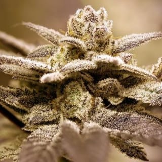 Dark Shadow Haze Regular Seeds - 12-RD-012
