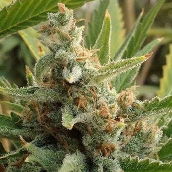 Tangerine Kush Regular Seeds - 12-RD-006
