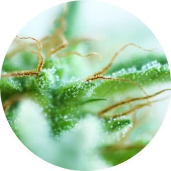 Sativa Mix Regular Seeds - 6-TTS-STVMIX-REG-6