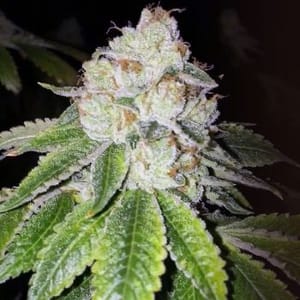 Lemon Tart Feminised Seeds - 6-CC-038-F6