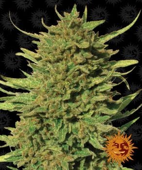 Critical Kush Regular Sementes - 10-BFSCK-REG-10