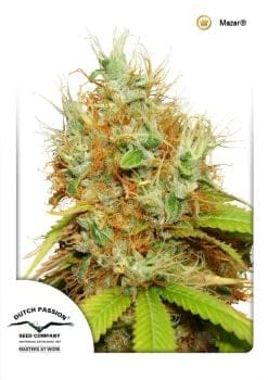 Mazar Regular Seeds - 10-DP2801