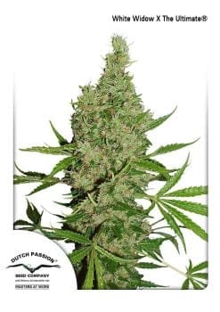 White Widow x The Ultimate Regular Seeds - 10-DP6601