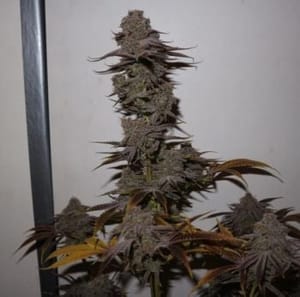 Purple Strawberry Sherbet Feminised Seeds - 5-PF-012-F5