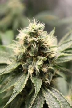 Chemhead OG Feminised Seeds - 5-PF-014-F5