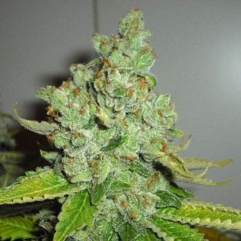 SFV OG Kush Regular Seeds - 10-CC-030