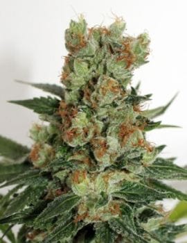 Fuel OG Regular Seeds - 12-RIPP-FOG-REG