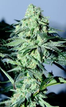 Sour Patch Kiss Feminised Seeds - 6-LV8-SPK-FEM-6