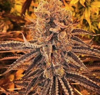 Soul Mate Regular Seeds - 11-BODH-SMATE-REG