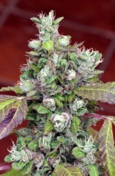 Pure Kush Cookies Feminised Seeds - 6-MAM-PKC-FEM-6