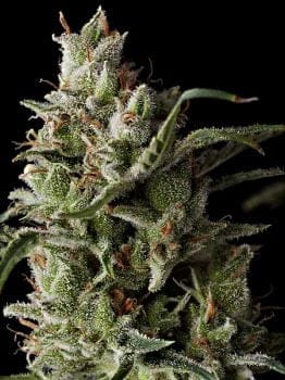 The Funk Feminised Seeds - 5-GDP-FUNK-FEM-5