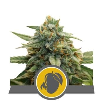 Mango Crunch Zwykły Nasiona - 10-RQS-MC-REG-10