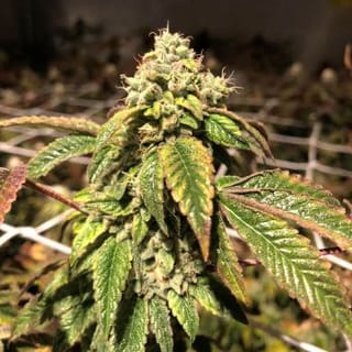 Blue Sherbalato Feminised Seeds - 5-PF-017-F5