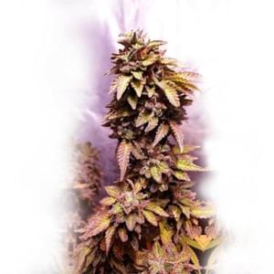 Strawberry Dawg Pound Feminised Seeds - 6-HS-055F-6